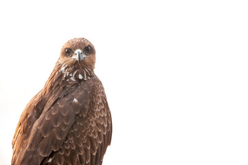 A black kite looking back against white background