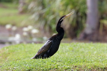 australian darter