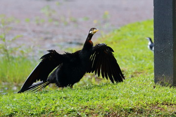 australian darter