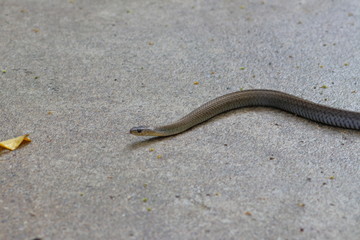 snake