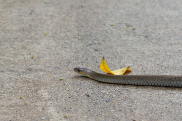 snake