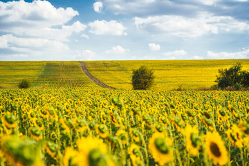 Beautiful sunflower field with blooming sunflowers and blue sky