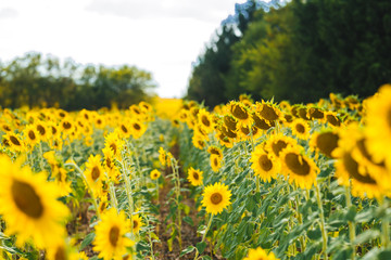 Beautiful sunflower field with blooming sunflowers
