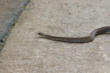 snake