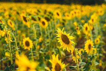 Obraz premium Beautiful sunflower field with blooming sunflowers
