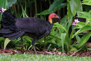 australian bush turkey