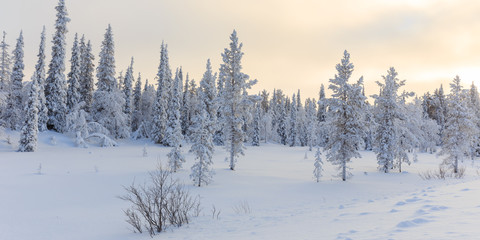 Hiver - Laponie - Finlande