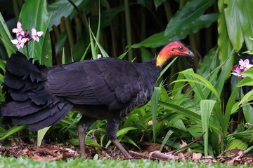 australian bush turkey