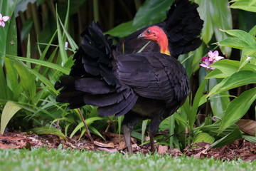 australian bush turkey