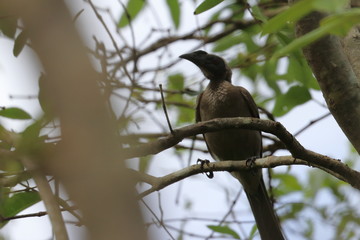 friarbird