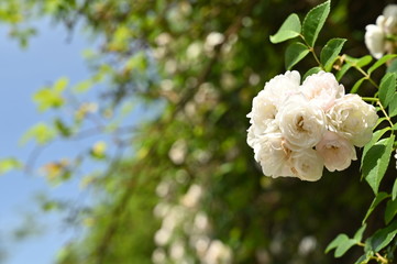 Pink flowers