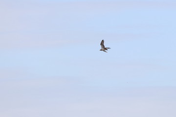 osprey