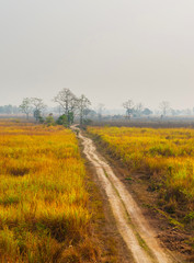 Obraz premium A dirt road surrounded by ivory grass in Kaziranga National Park, India.