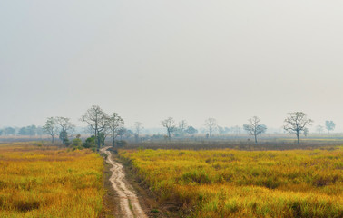 Fototapeta na wymiar A dirt road surrounded by ivory grass in Kaziranga National Park, India.