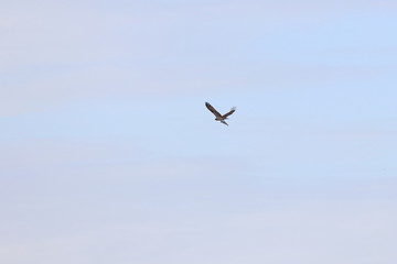 Obraz premium osprey