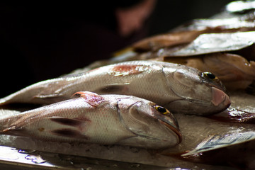 fresh fish on market