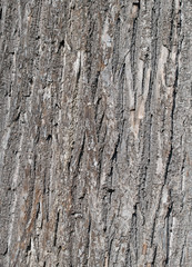 Lindenbaum, Tilia, Rinde