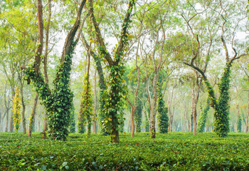 Trees covered with lianas