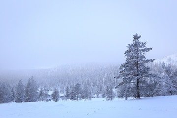 Forêt - Laponie - Finlande