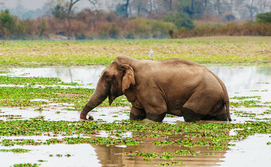 An elephant standing in a lake with a white heron on his back