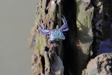 crab