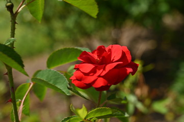 Obraz premium Pink flowers