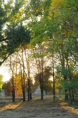 tall trees growing in the park and sun at sunset