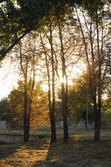 tall trees growing in the park and sun at sunset