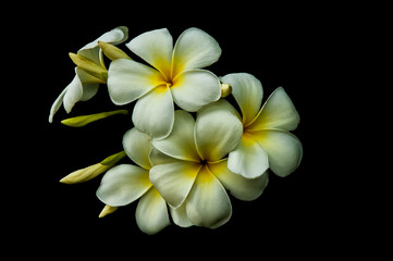 Fototapeta premium Beautiful and delicate plumeria flowers isolated on black background. Frangipani.