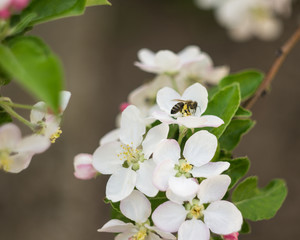 Obraz premium Bee collects spring honey on flowers of apple