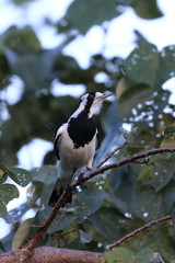 Obraz premium magpie lark