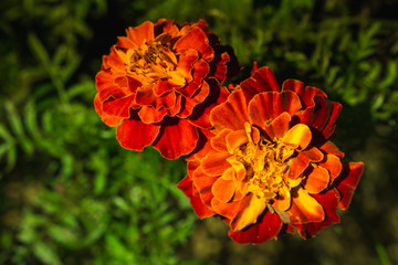 Red flowers in the garden