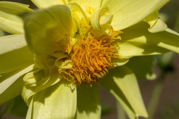 Yellow flower in the garden