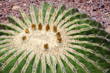 Naklejka na ściany i meble Detail of the top of a golden barrel cactus, Echinocactus grusonii