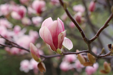 Pink magnolia flowers