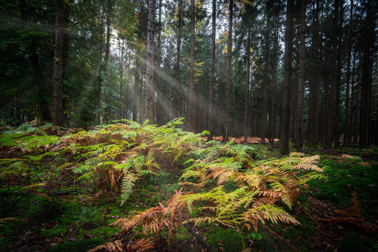 Licht bricht sich in einen Tannenwald mit Farne