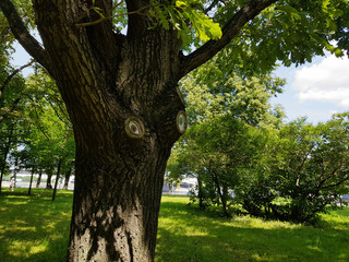 Old tree in a park with trimmed branches and painted cuts    Nature   Notes for reviewer
