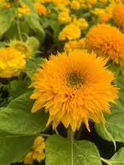 helianthus giganteus girassol