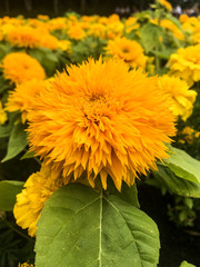 helianthus giganteus girassol