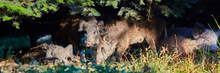wildschweine