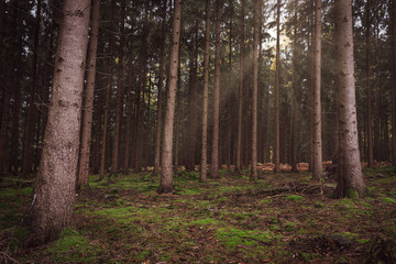 Sonnenstrahlen brechen durch einen dunklen Tannenwald