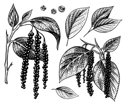 Black pepper leaves, herbs and spices. Allspice in Vintage style. Engraved hand drawn vector sketch for background