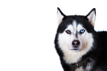 Portrait of a husky dog closeup isolated on white background. Eyes of a husky with heterochromia,...
