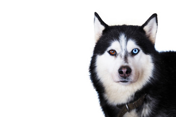 Obraz premium Portrait of a husky dog closeup isolated on white background. Eyes of a husky with heterochromia, blue and beige eyes