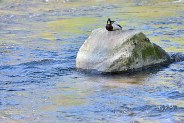 A beautiful duck sits on a large stone in a city river.