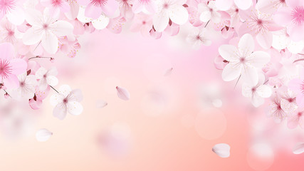 Blossoming light pink sakura flowers. Realistic cherry flowers © writerfantast