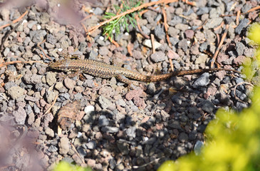 A beautiful little lizard stands on pebbles in a home garden