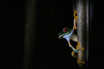 red-eyed tree frog by night