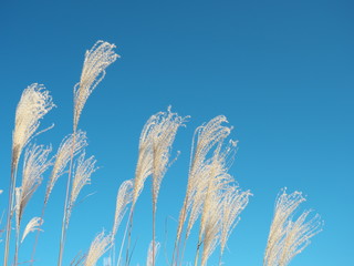 Tokyo,Japan-November 29, 2019: Eulalia or Chinese silvergrass under blue sky in winter
