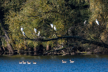 Swamps and Trees in the Rhine ValleyVII